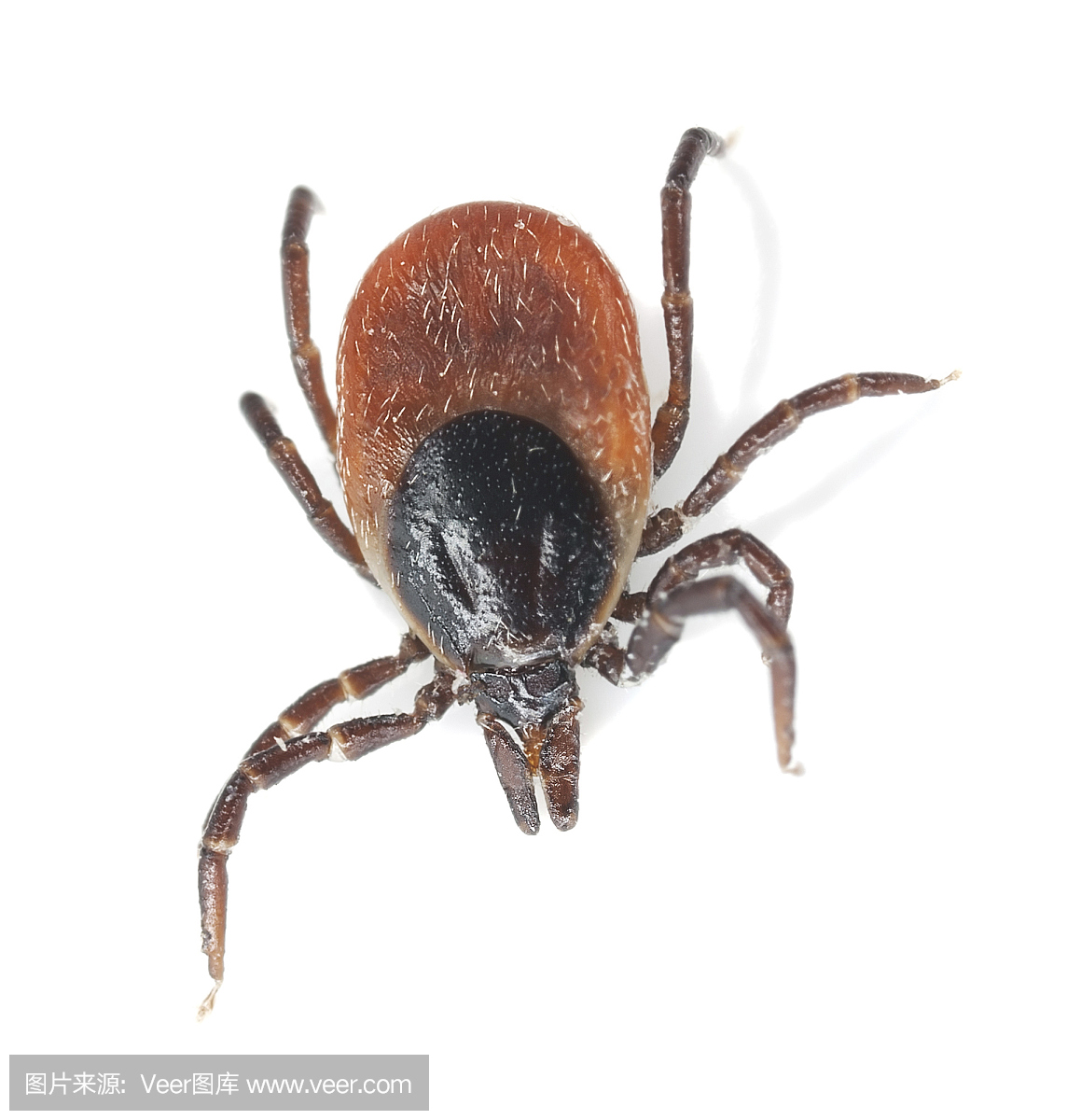 吸血动物,吸血的,垂直画幅,无人