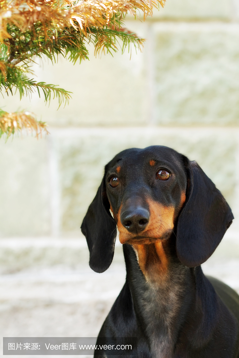 纯种狗养殖德国短毛腊肠狗