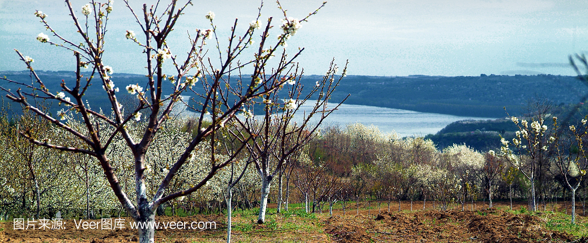 雪利,雪利酒,日本文化,水平画幅
