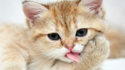 可爱小奶猫萌宠桌面壁纸 1600x900_第7页_天-171kb