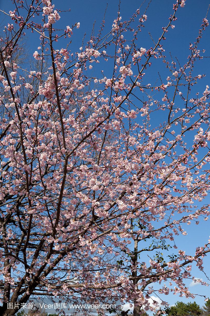 樱花在日本