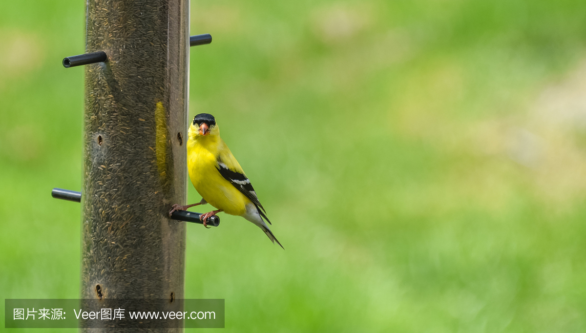 小黄鸟 - 美国金翅雀(Spinus tristis)。