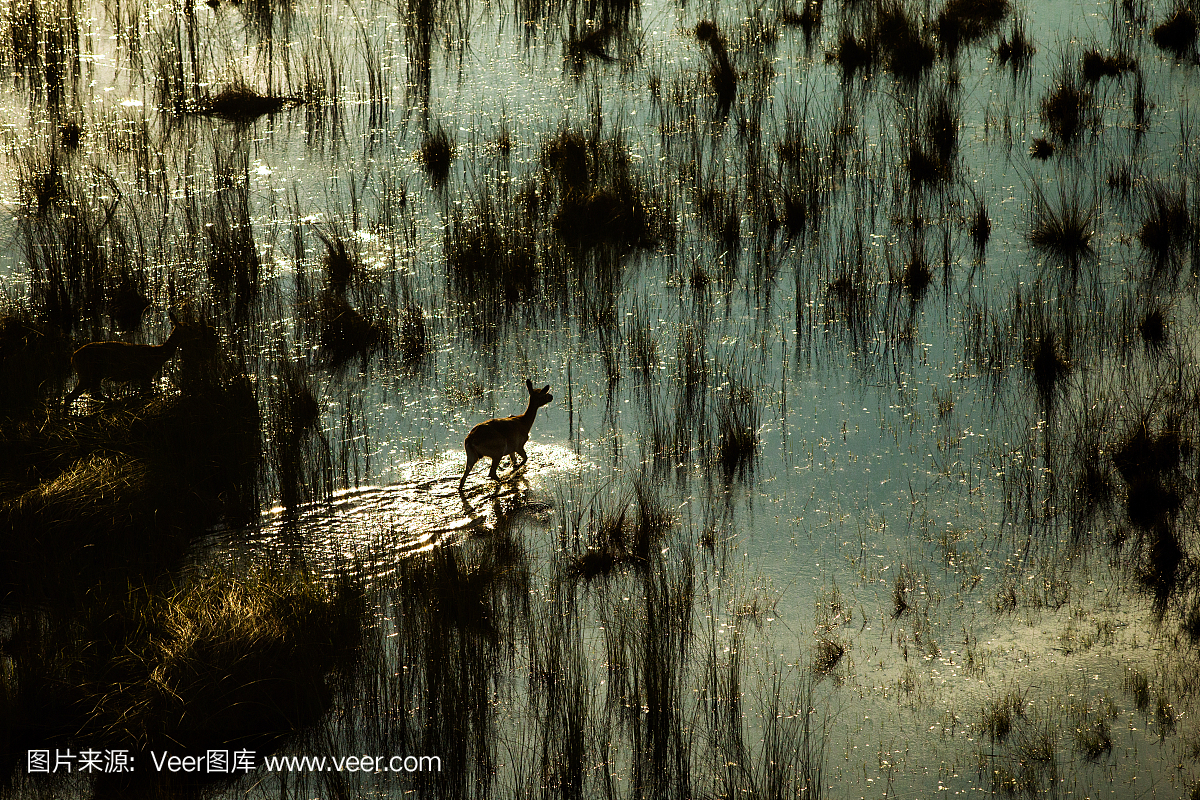 婴儿黑斑羚独自行走在水面上
