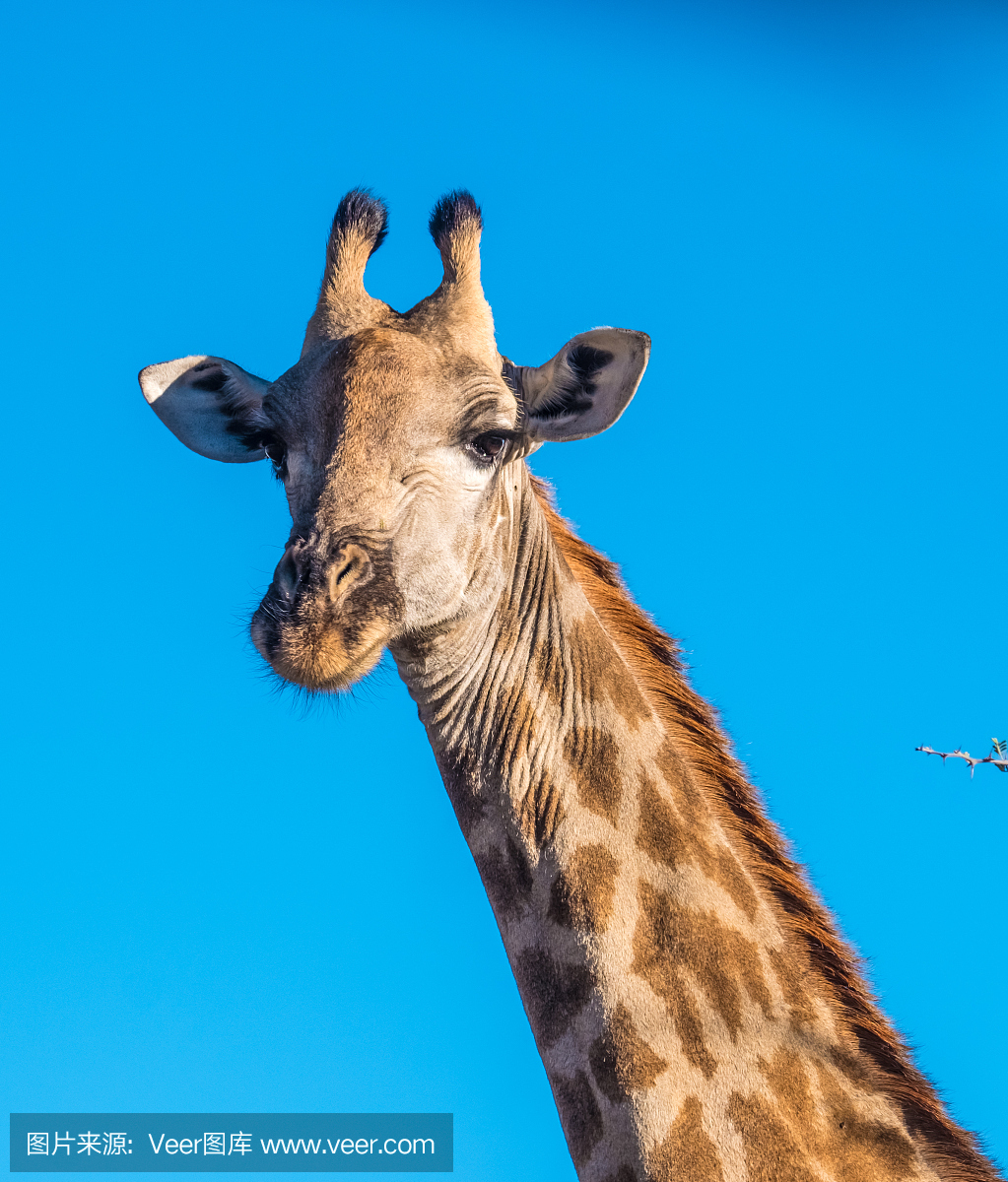 Giraffe, Moremi Game Reserve, Okavango De