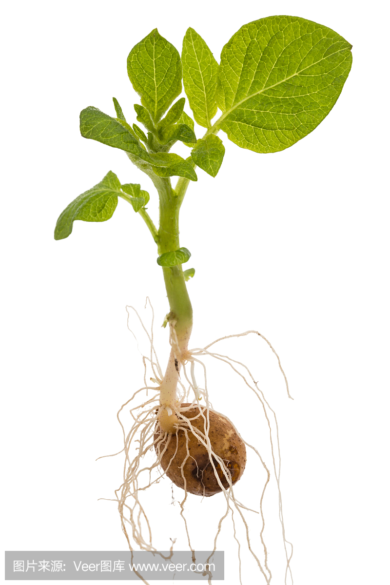 马铃薯发芽与块茎和叶子,孤立的白色背景上