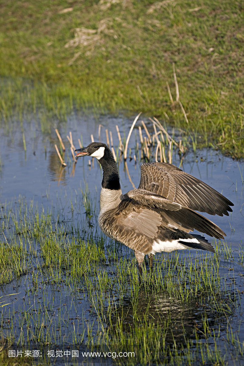 加拿大鹅,布兰塔加拿大,翅膀出来,打来电话。纽