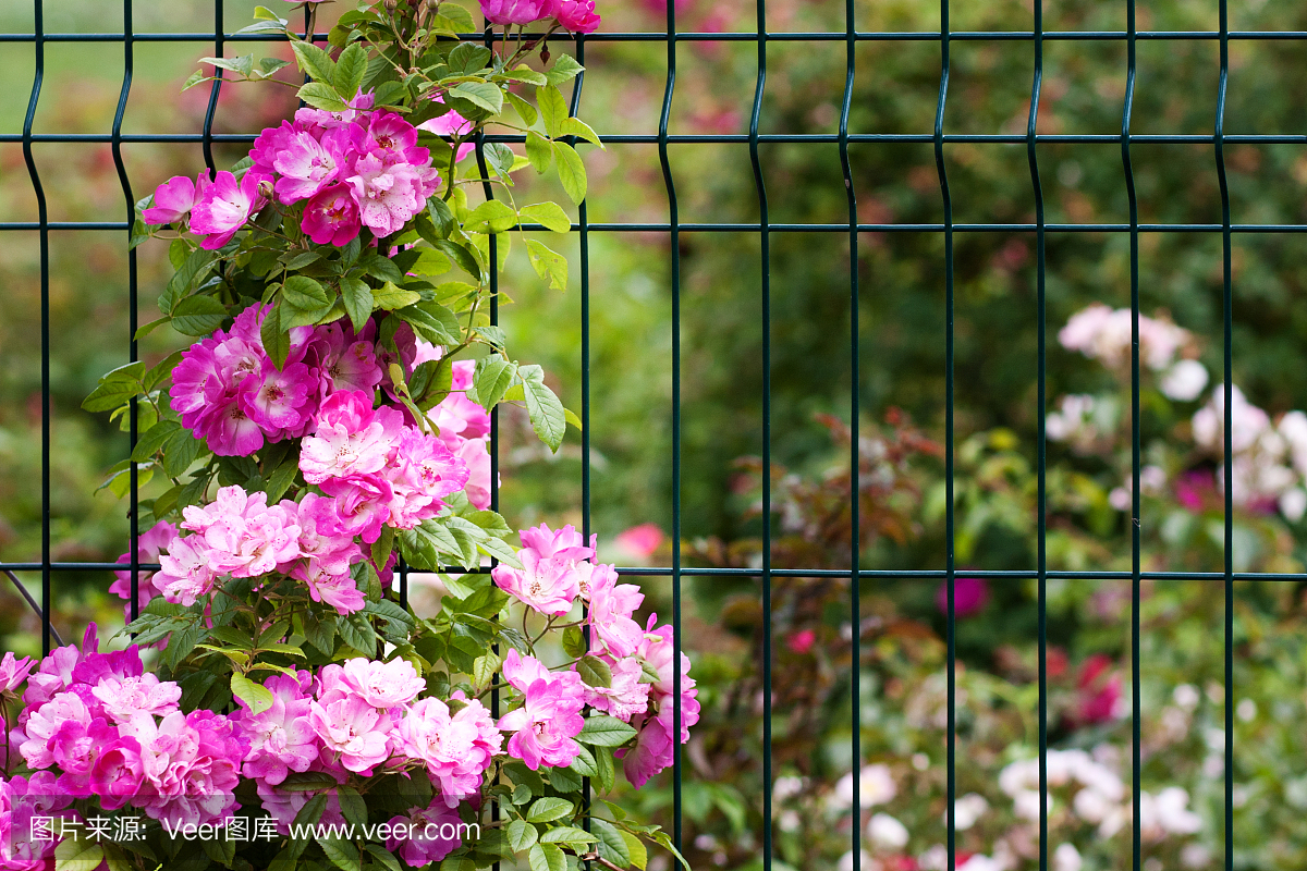 许多明亮的粉红色玫瑰花绽放在一朵玫瑰果上,