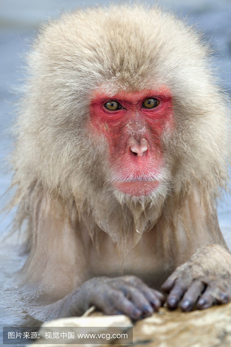 日本猕猴(Macaca fuscata),保护自己的寒冷天气