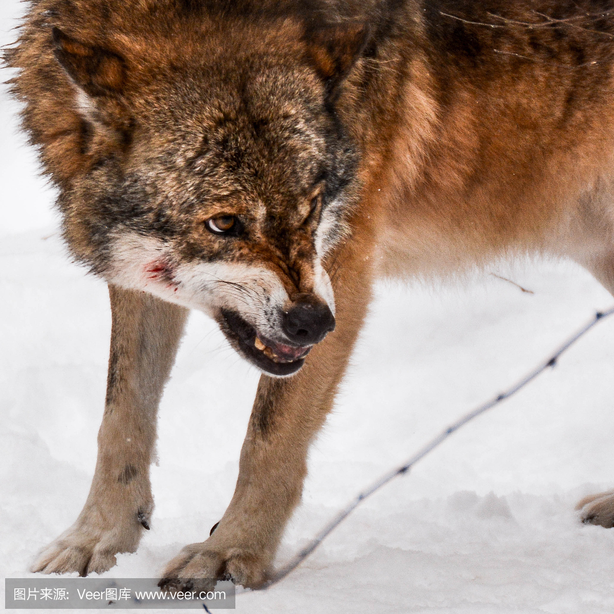 灰狼,老灰狼,大灰狼,自然