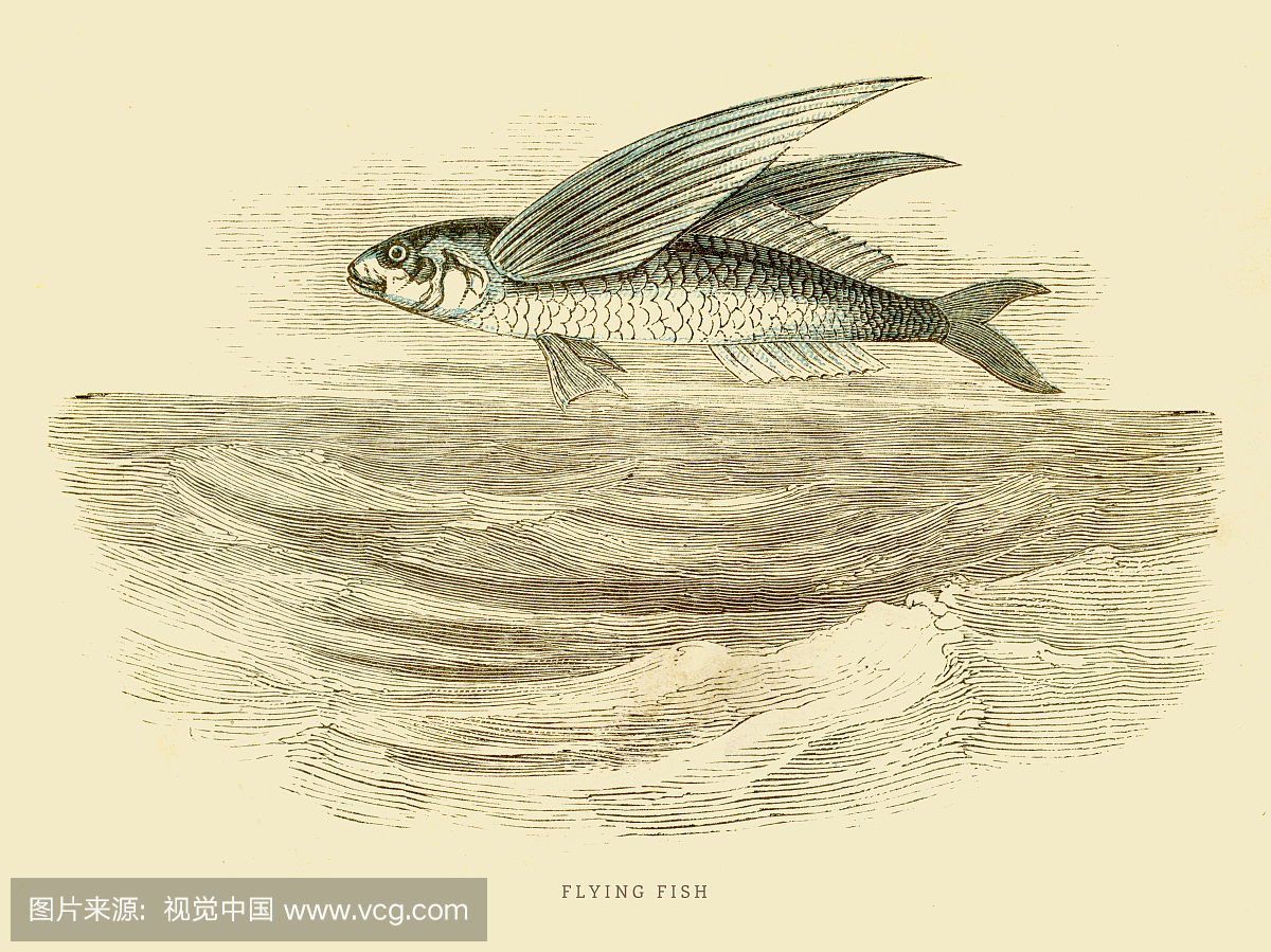 雕刻术,插图绘画,过时的,画幅水平鳄龟沉底不吃图片