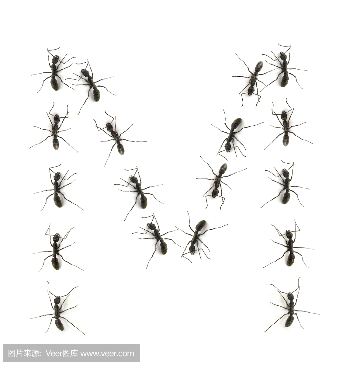 蚂蚁,工蚁,蚁,英文字母G