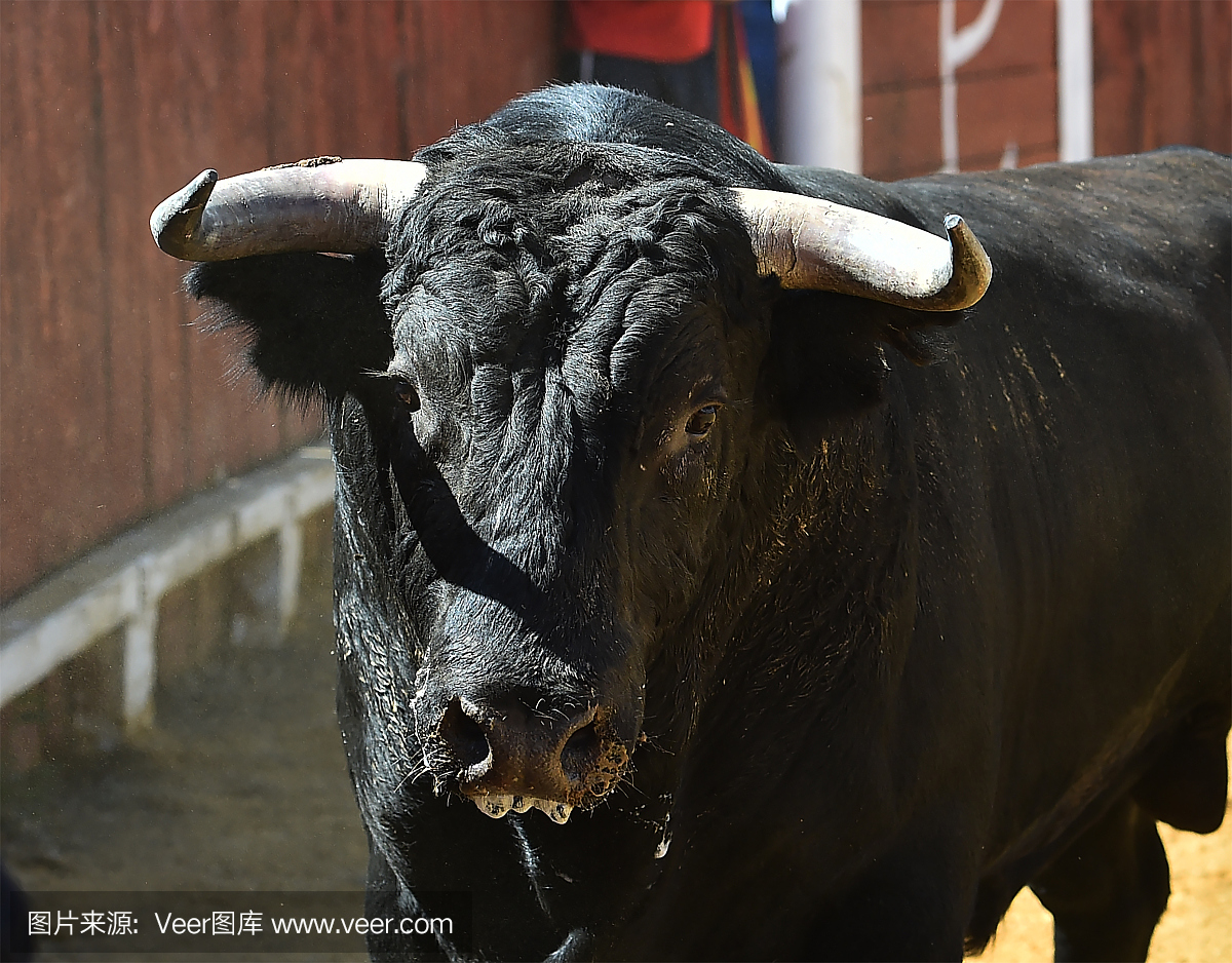 斗牛比赛,斗牛,西班牙斗牛,斗牛赛