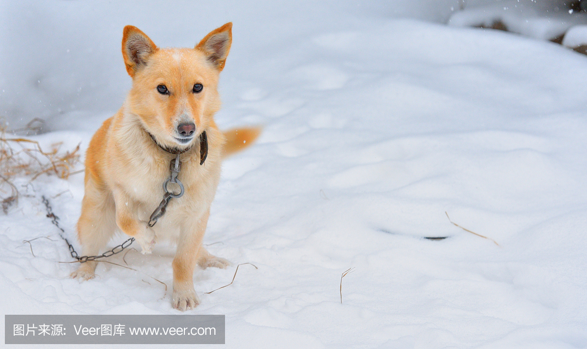 守狗在雪地里