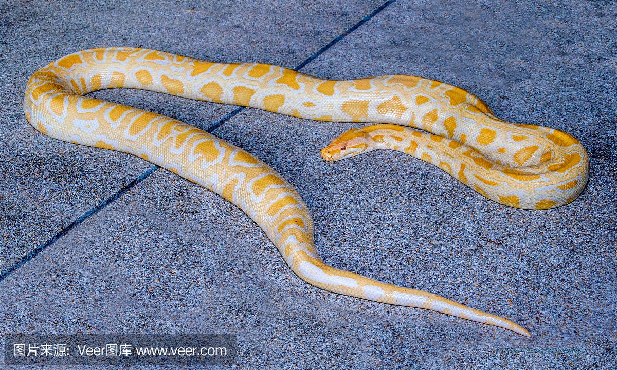 Albino python蛇在地板上