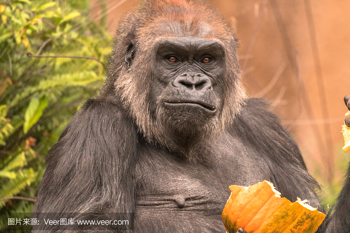 银背大猩猩,银背猩猩,高山大猩猩,山脉大猩猩