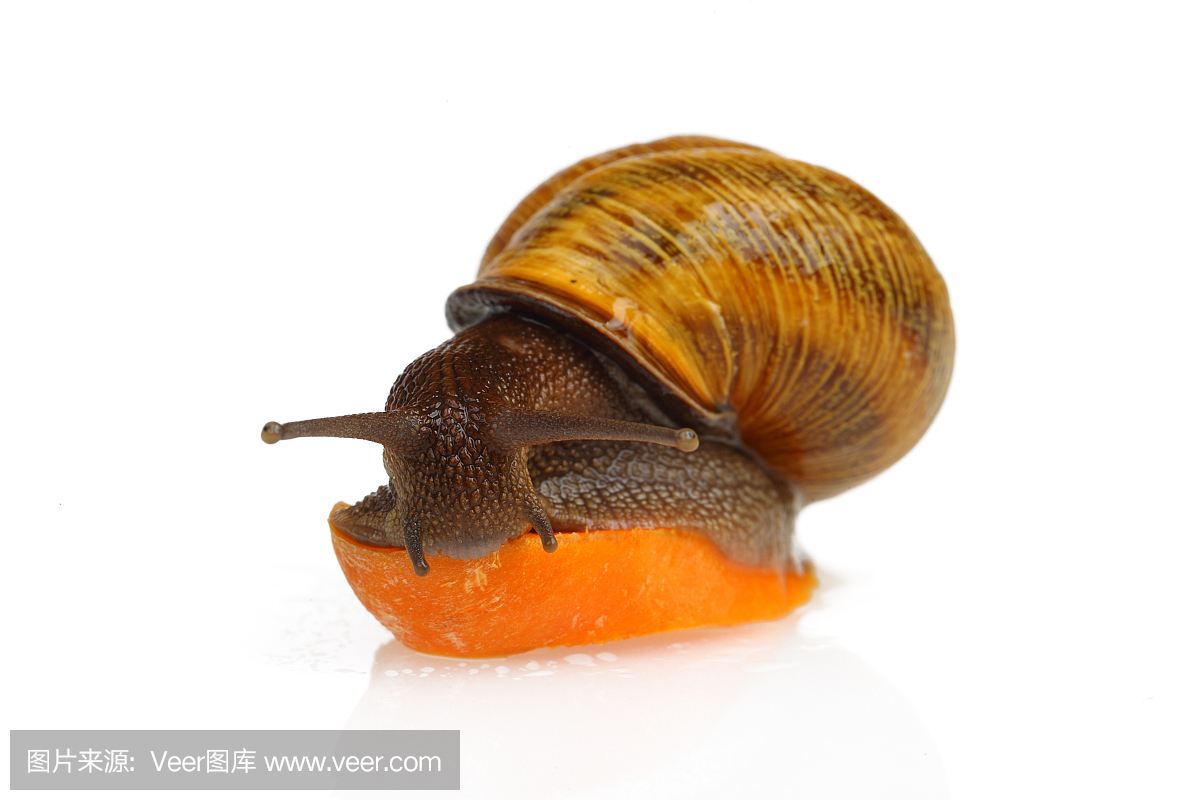 蜗牛吃胡萝卜