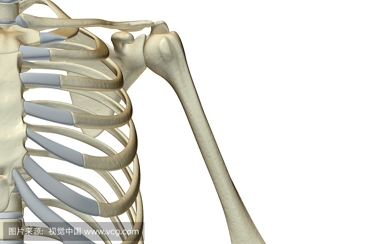 人,白色背景,人体结构,锁骨