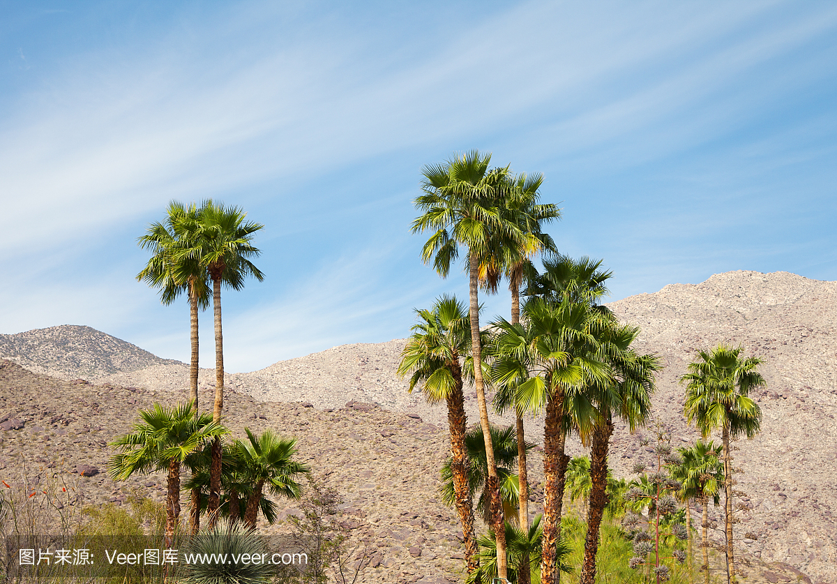 沙漠枣椰子树,沙漠树木,沙漠植物,沙漠树
