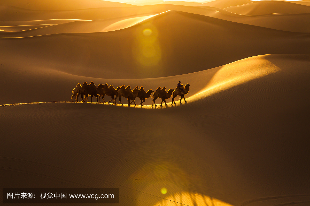 中国内蒙古阿拉善巴丹吉林沙漠骆驼光影队夕阳