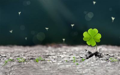 绿色护眼小清新幸运四叶草唯美高清桌面壁纸(-305kb