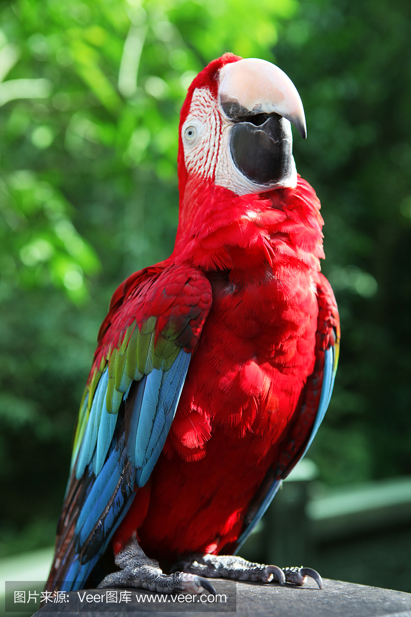 五彩吸蜜鹦鹉,彩虹鹦鹉,仰头,仰头看