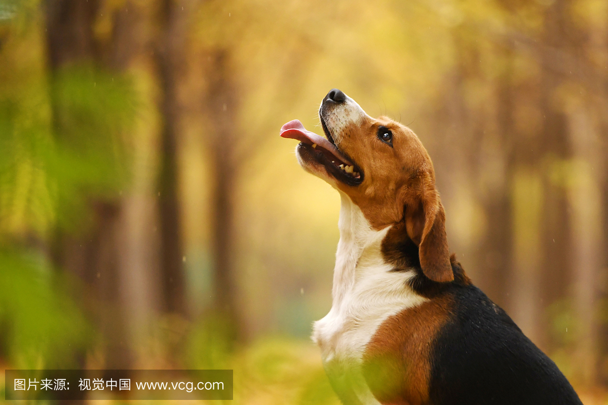 秋景中的比格犬