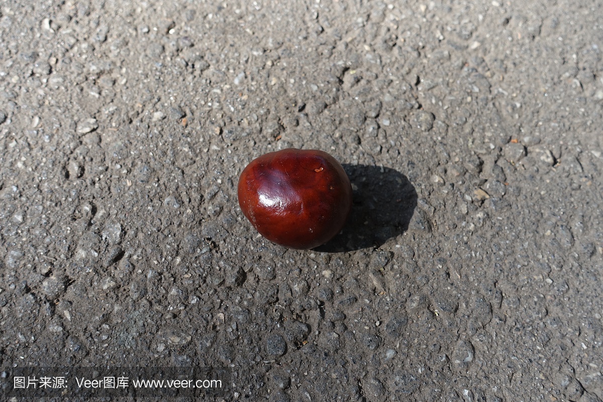 One brown horse chestnut on asphalt road