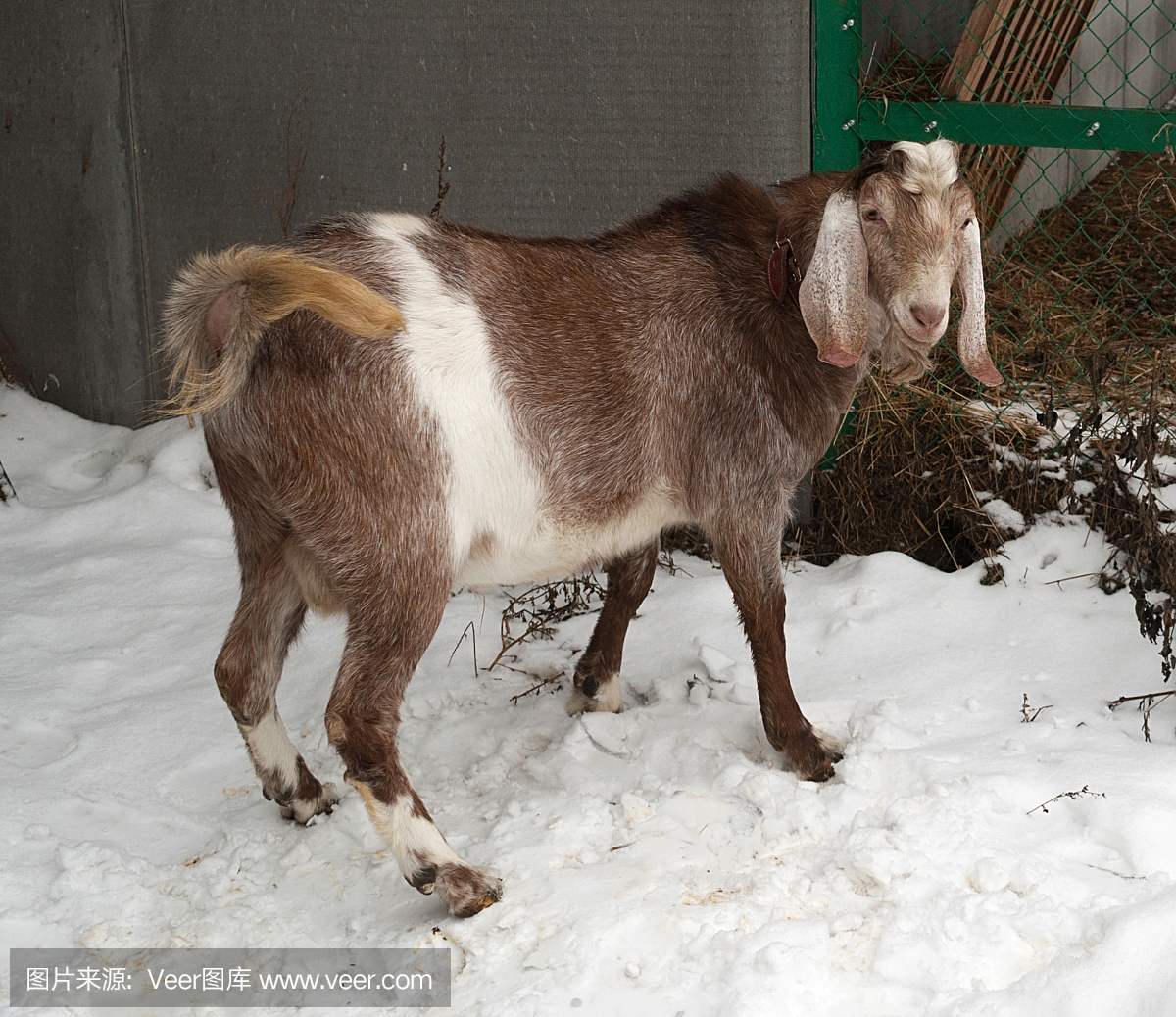 努比亚棕色山羊站在雪地上