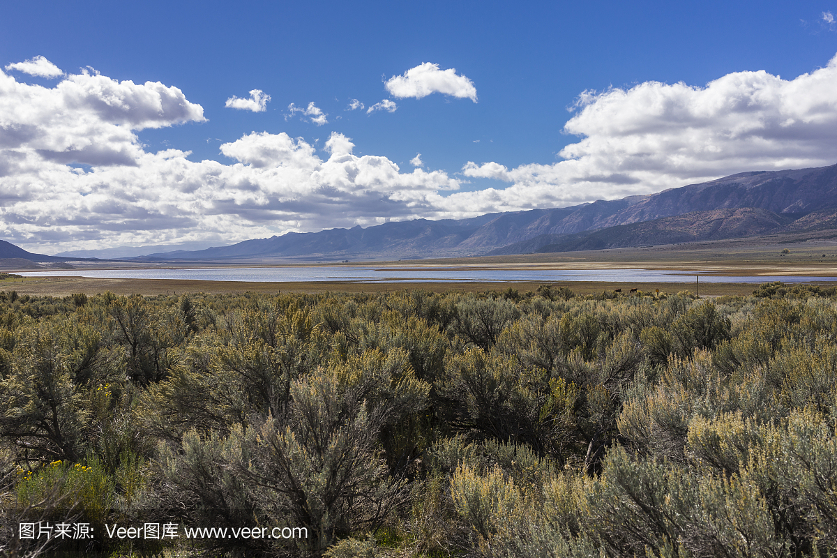 西庇阿,大西庇阿,山艾树,北美艾灌丛