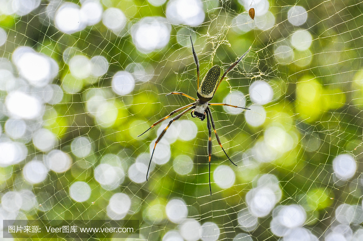 蜘蛛网在巴西Ilha Grande岛