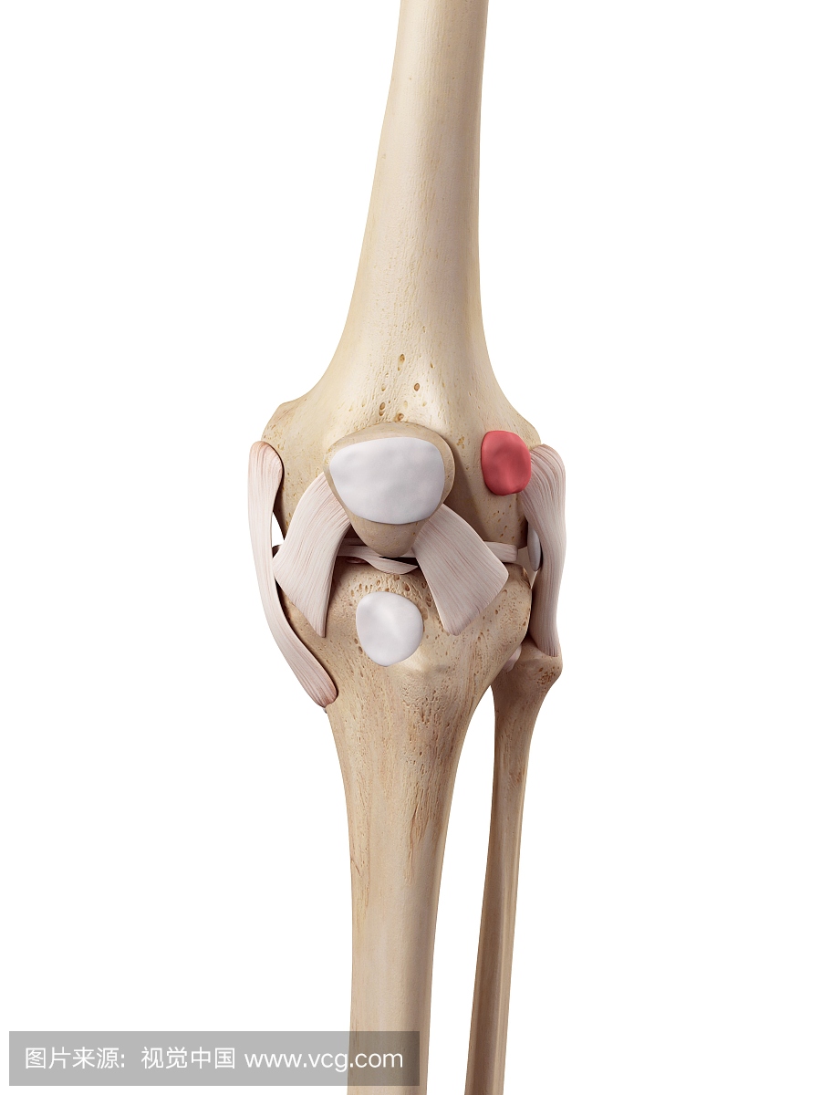 人膝关节解剖