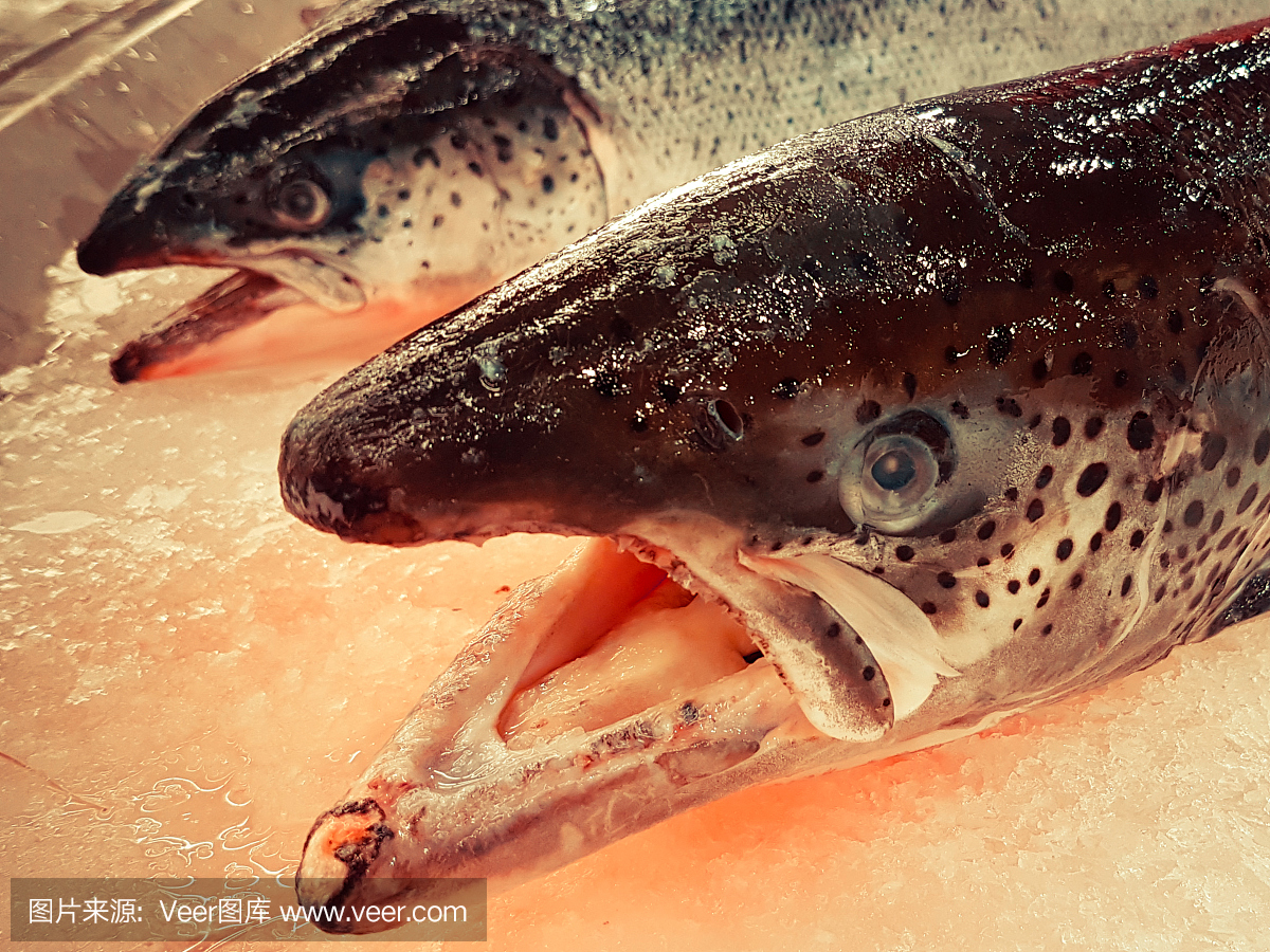 大型三文鱼放在超市里的冰盘上