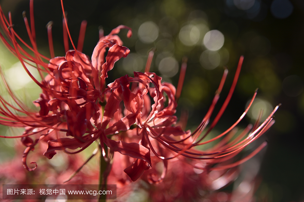日本,东京大都会,多摩市,红蜘蛛百合(Lycoris ra