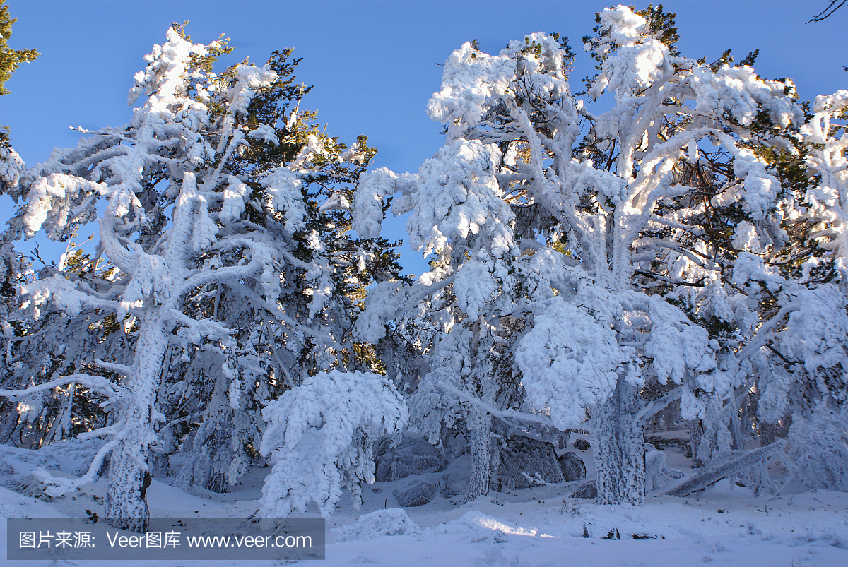 在纳瓦尔卡拉达马德里西班牙的雪