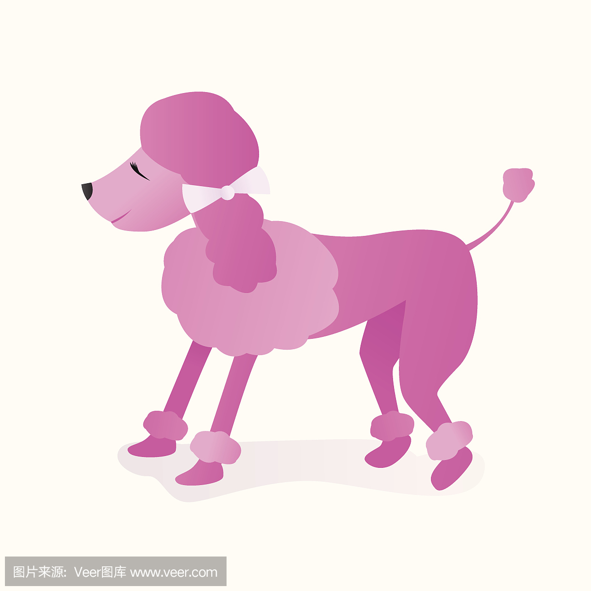 贵宾犬,一种智力很高的狮子狗,贵宾狗,狮子狗