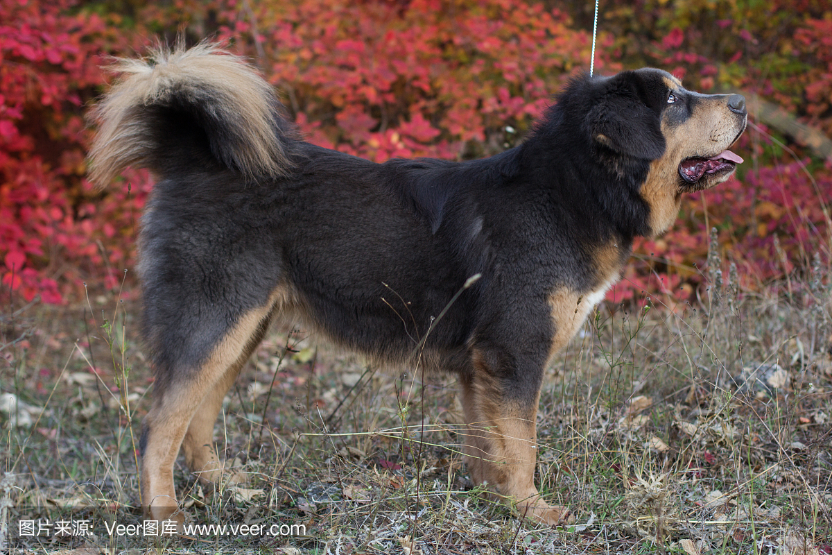 西藏小狗在秋天湖附近