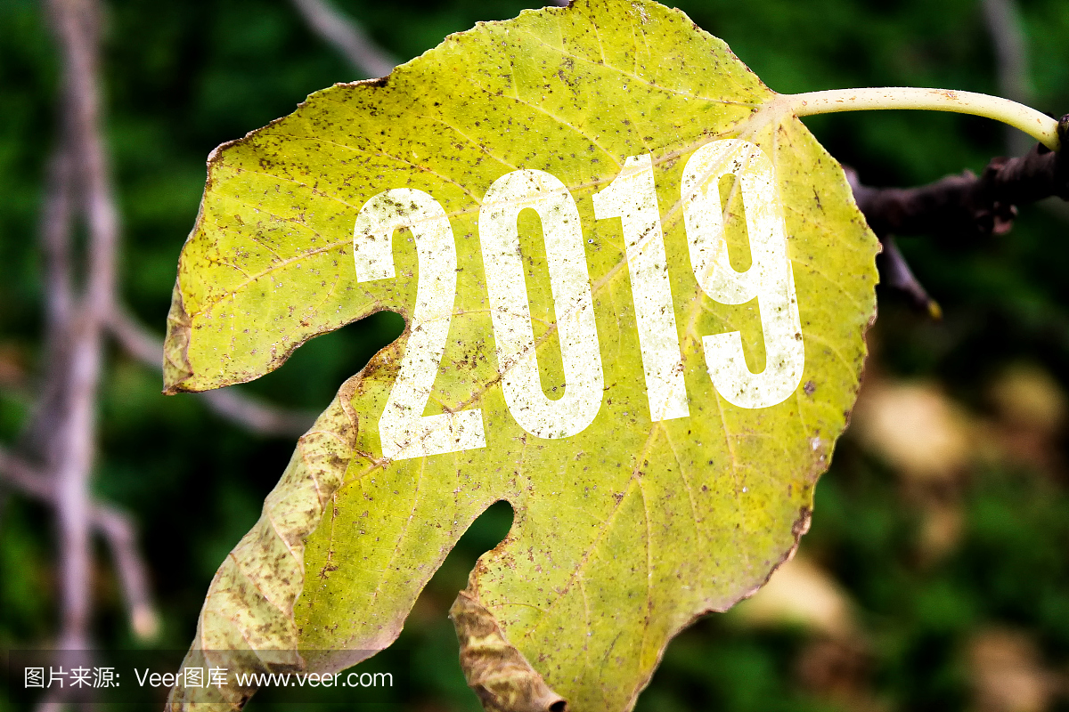 2019年画在叶子上,新年快乐概念