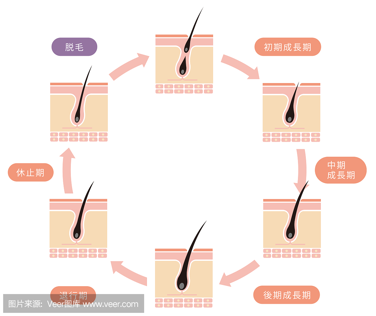 正常的头发周期图(日本)