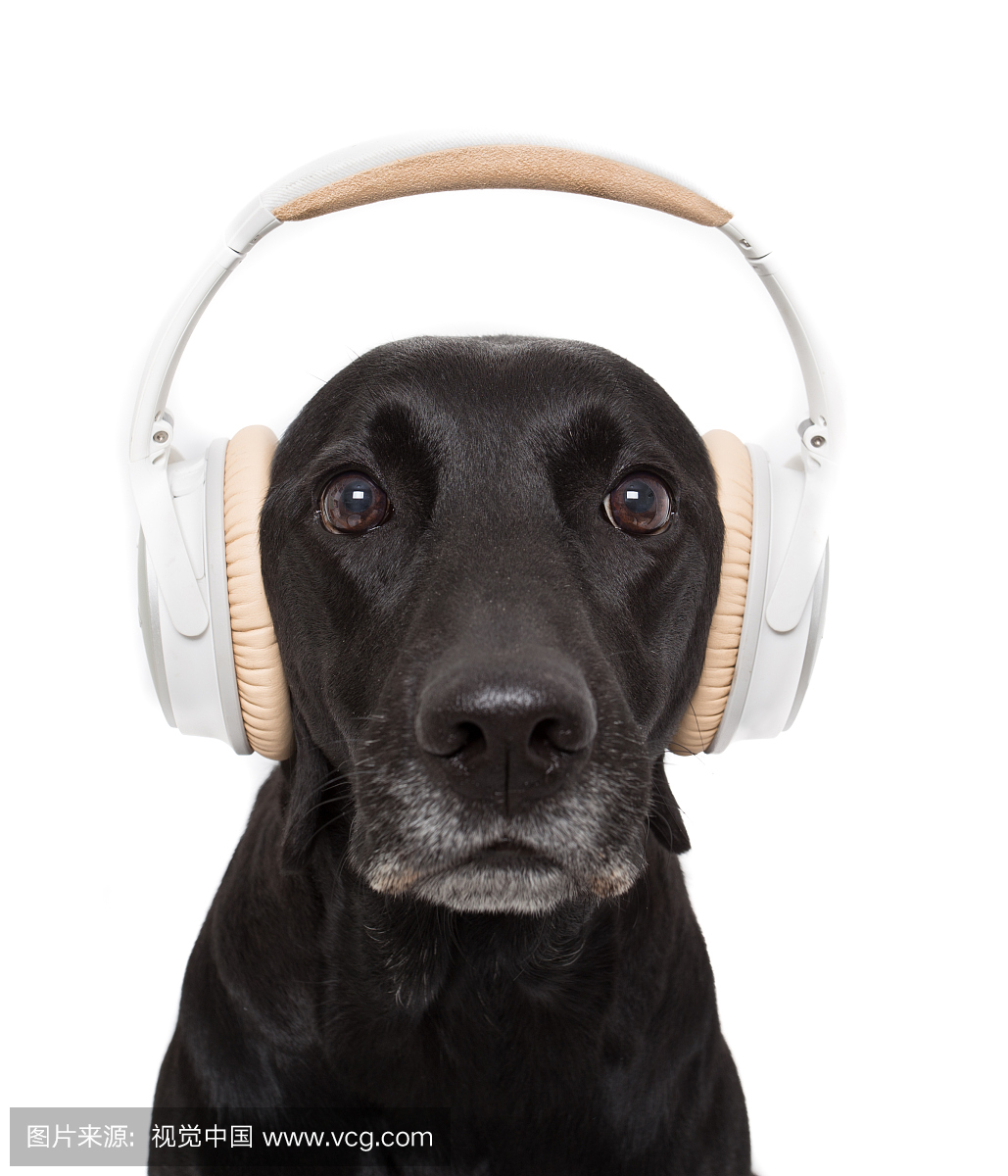 一只狗用耳机听音乐