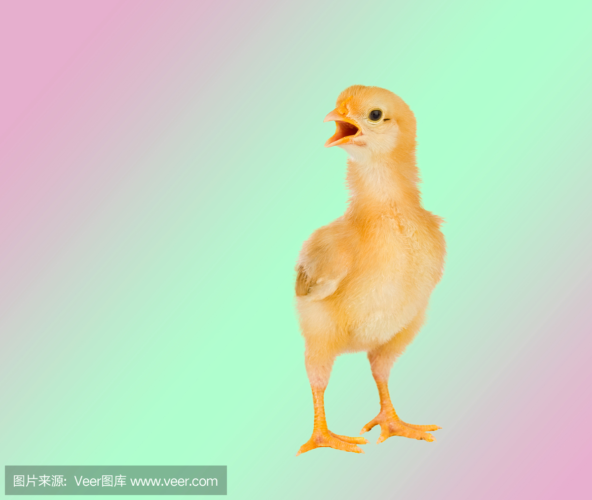 鸟鸣声,鸟叫声,鸟鸣,复活节