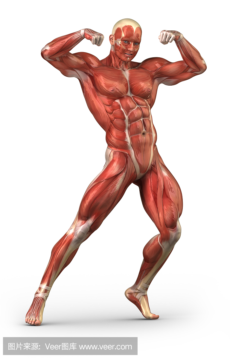 男子肌肉系统前视图在身体建设者姿势