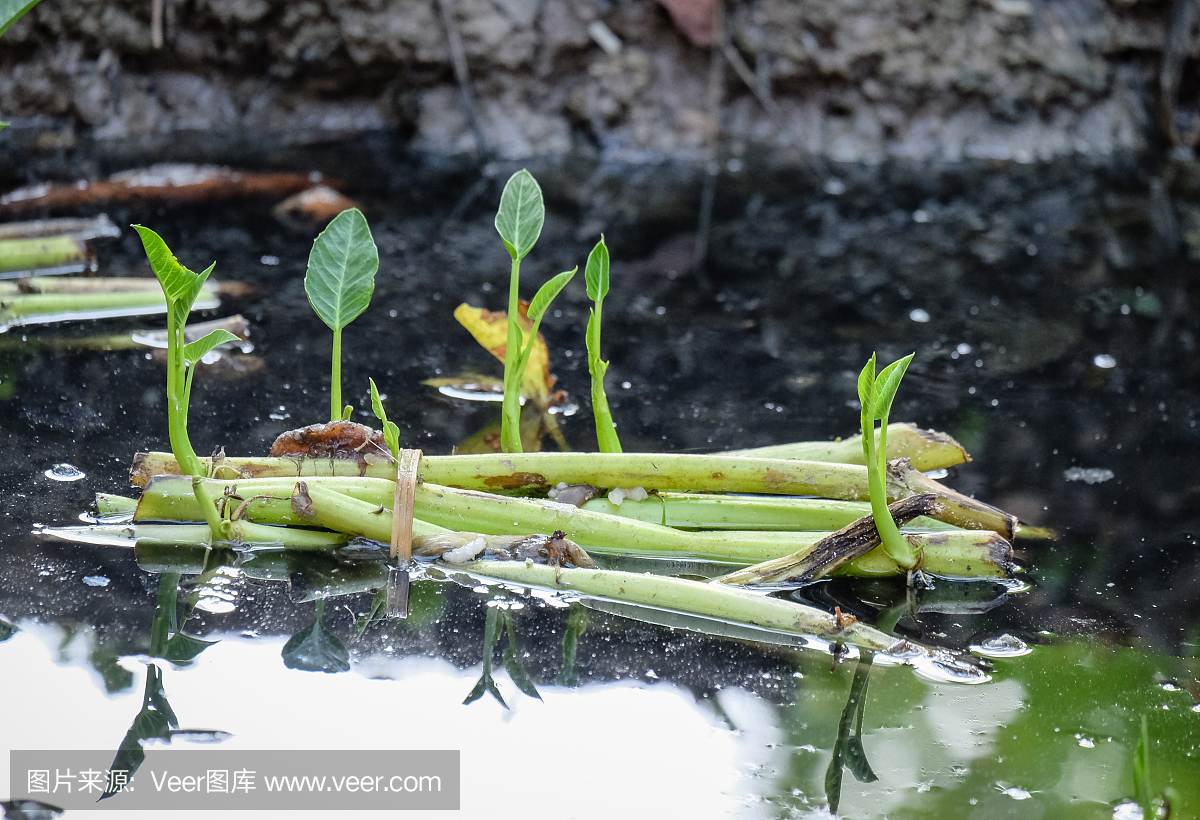 过时的,英文字母B,塑胶,泰国