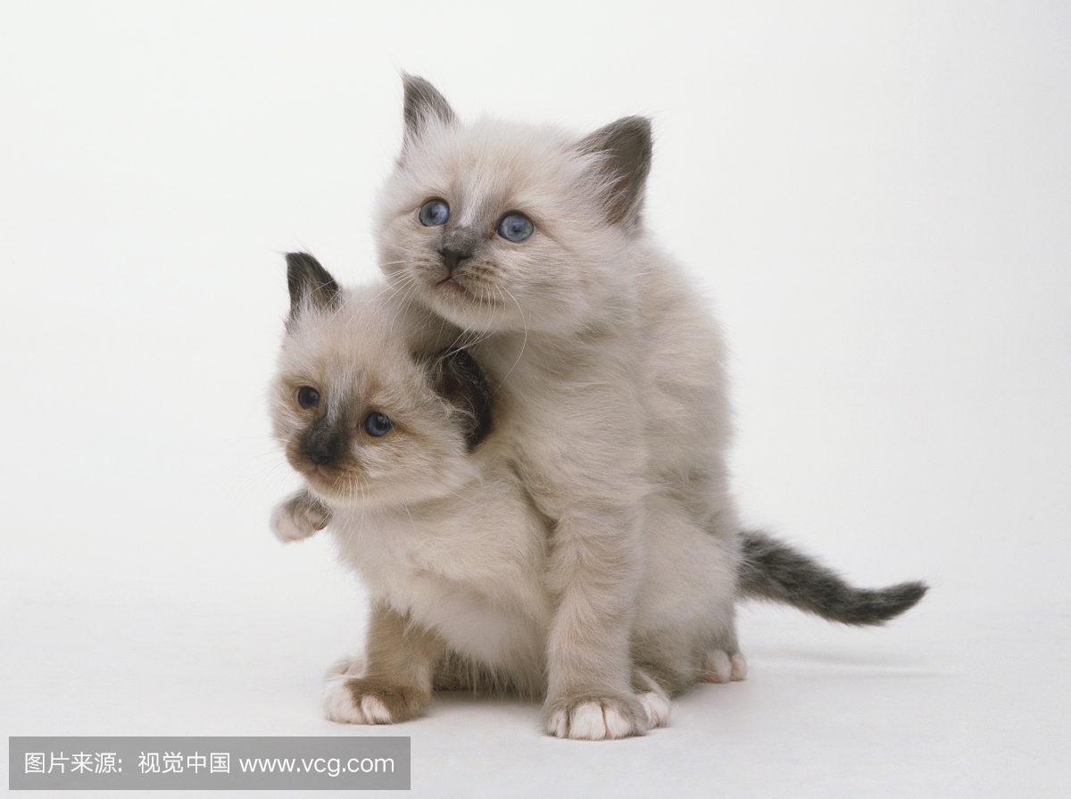 一只Birman小猫(Felis catus)在另一个顶部,前视