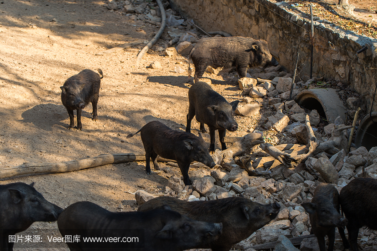 10月第2周生猪定点屠宰企业生猪收购和白条肉出厂价格情况