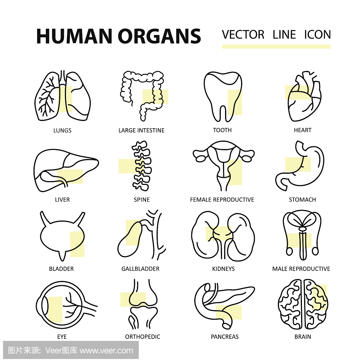 现代细线图标,主题为人体内部器官。