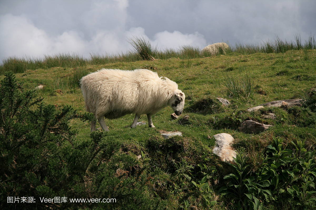 披着羊皮的狼,骗人的把戏,骗人的,骗人