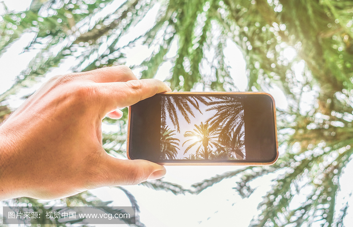 用手机拍摄棕榈树的人剪裁的手