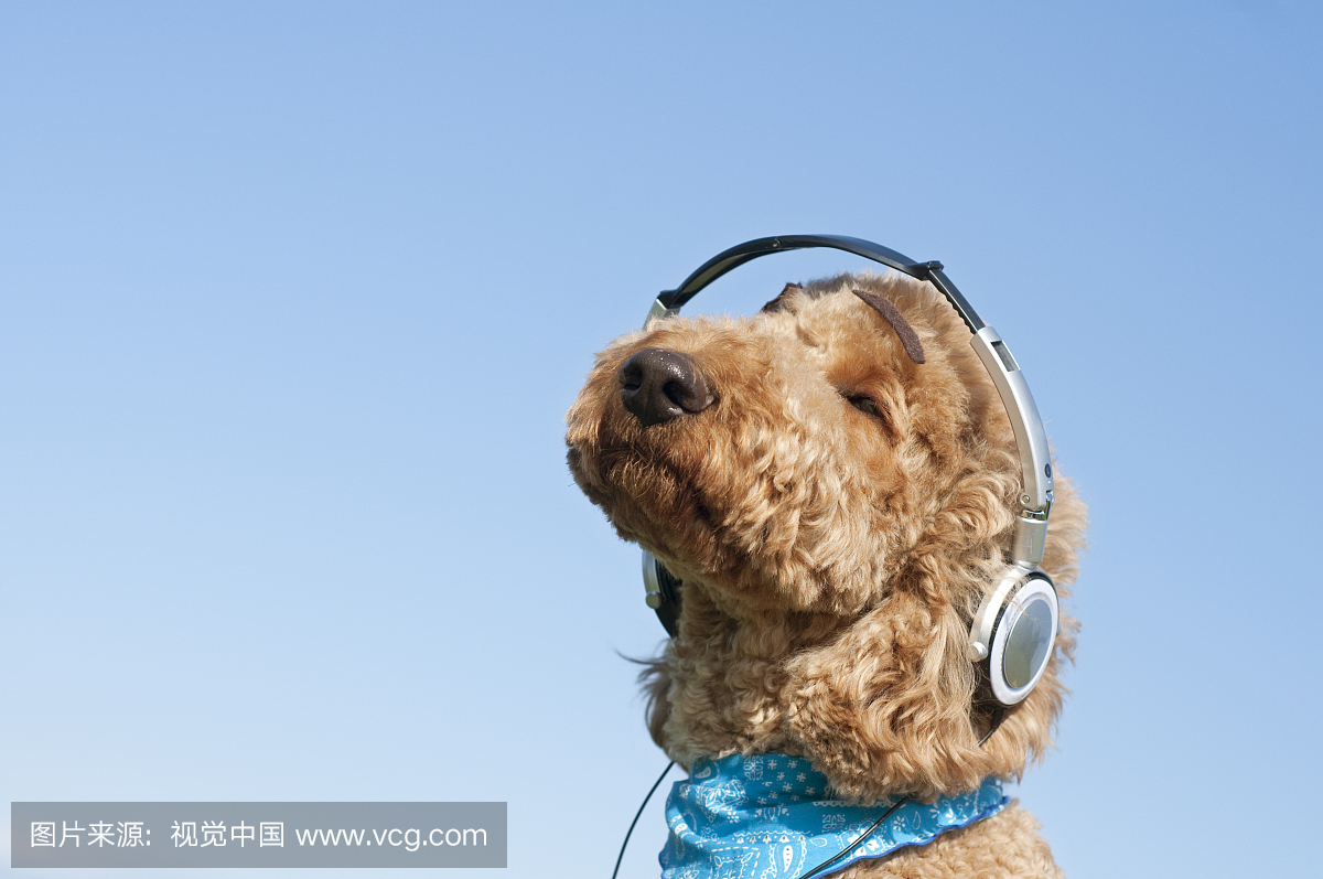 用耳机听音乐的狗