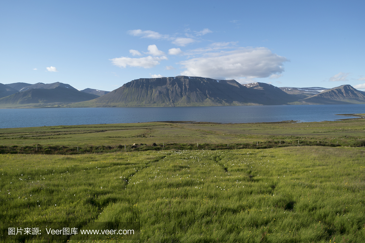 峡湾景观中的绿色农场牧场(冰岛西峡湾)