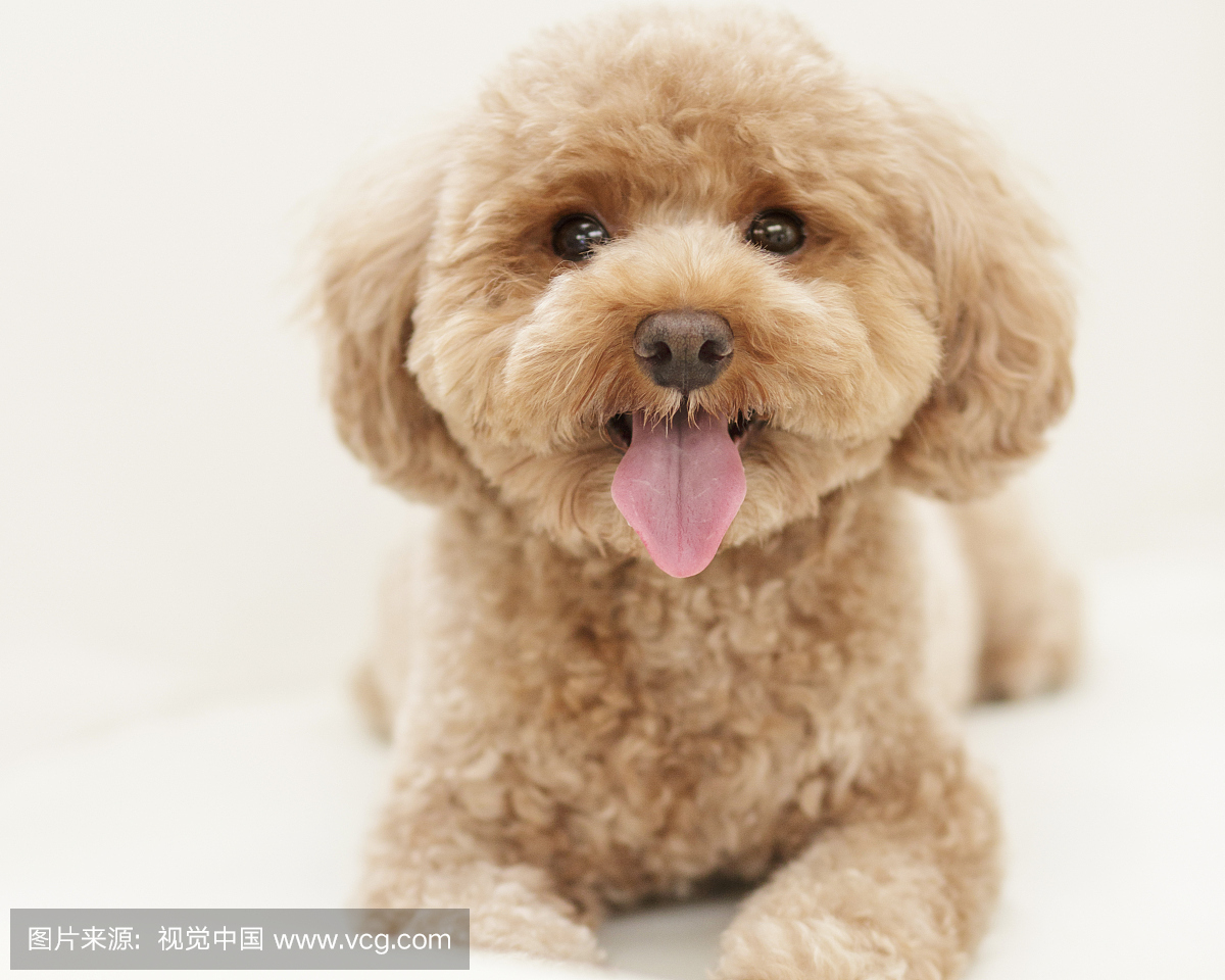 玩具贵宾犬,玩具狮子狗,泰迪,玩具贵宾